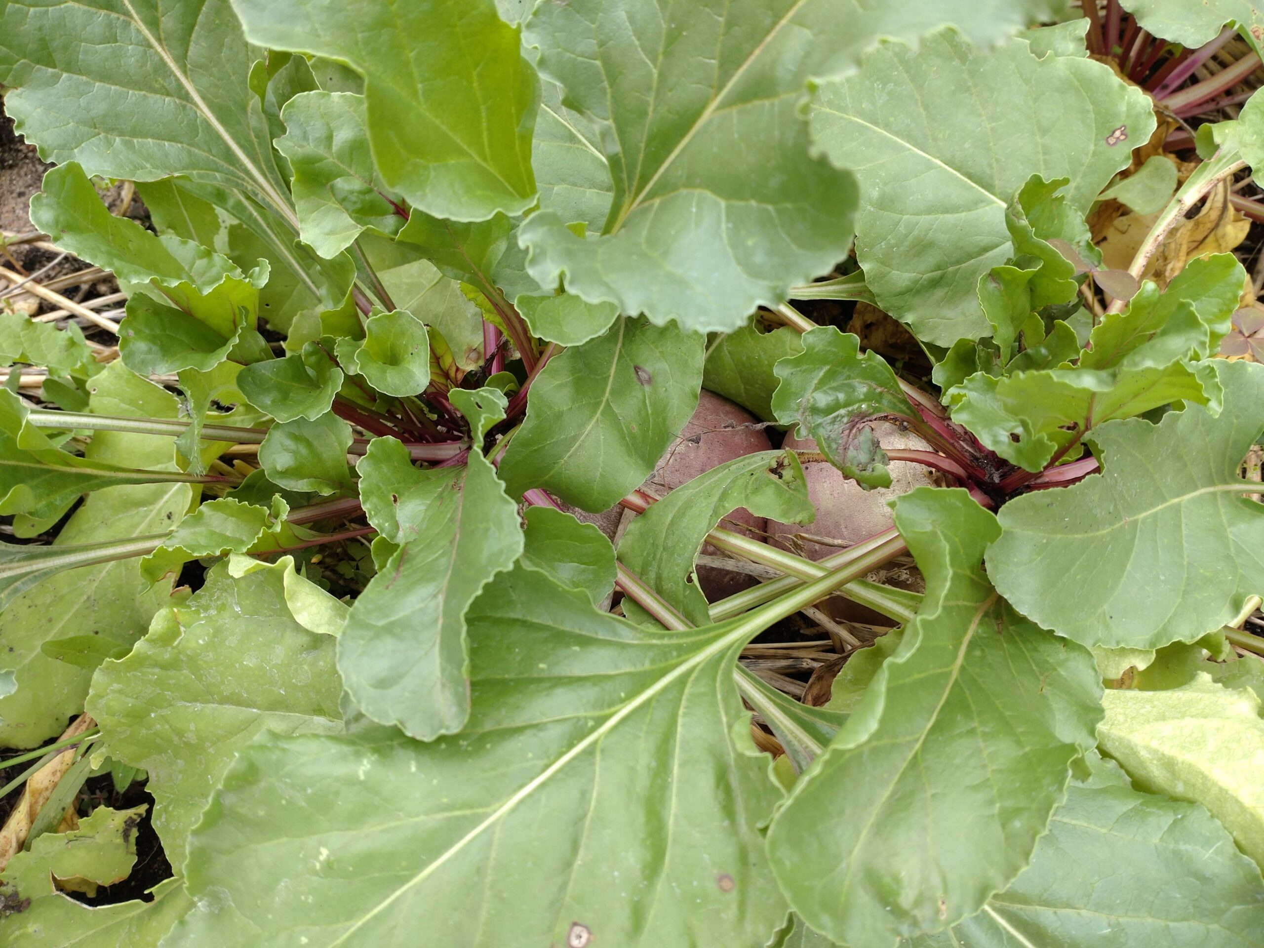 Herbstliches Rezept für Rote Beete-Kartoffel-Suppe